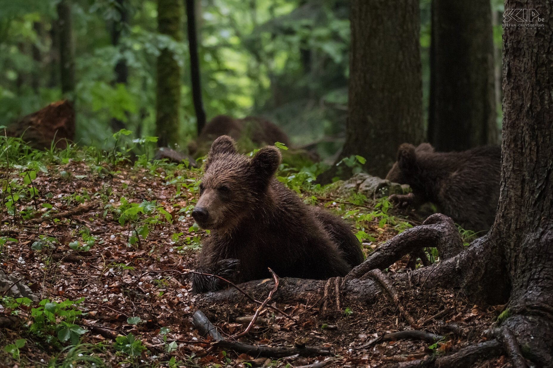 Notranjska - Jonge bruine beer In het zuidwesten van Slovenië in de Notranjska regio leven naar schatting terug meer dan 400 bruine beren (Ursus arctos). Samen met 3 andere fotografen installeerde ik me in een schuilhutje diep in de bossen en wachtten we muisstil af. Het waren al een paar hele warme dagen geweest en al snel begon het donkerder te worden, te regenen, te onweren en zelfs te hagelen. Dit bleef uren duren en we vreesden dat we geen beren meer zouden zien. Plots om 20u komt toch een moeder beer met 3 jongen vlak bij de hut kijken. Het was een fantastische beleving. Het regende echter nog een beetje en was het al vrij donker.  Stefan Cruysberghs